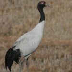 Black-necked-Crane-