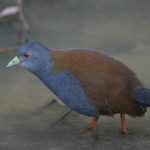 Black-tailed-Crake-
