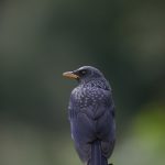 Blue-Whistling-Thrush-