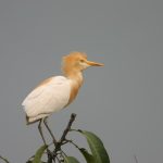 Cattle-Egret-