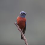 Chestnut-bellied-Rock-Thrush-