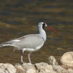 Ibisbill