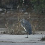 White-bellied-Heron-